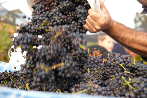 Bangor Wine Science Workshop