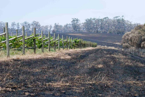 Bushfire Fundraising @ Bangor for BlazeAid