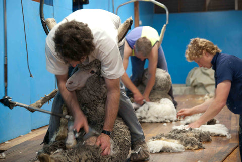 Shearing Sheds