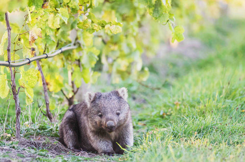 Wombats at Bangor Tasmania