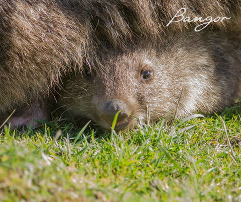 Wine & Wombats 3