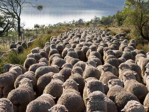 Bangor's merino sheep moving along one of our gravel roads.