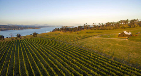 Bangor Vineyard Tasmania