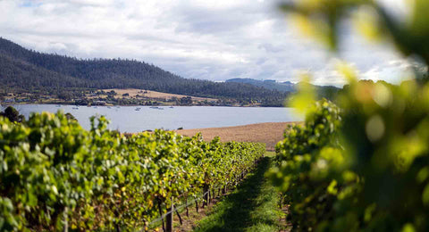 Bangor Vineyard, cool climate wines Tasmania