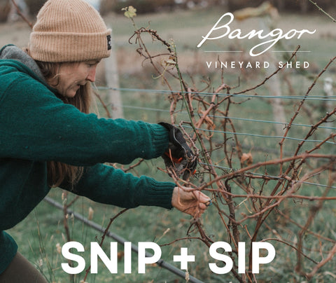 Bangor Vineyard Tour, prune a grape vine