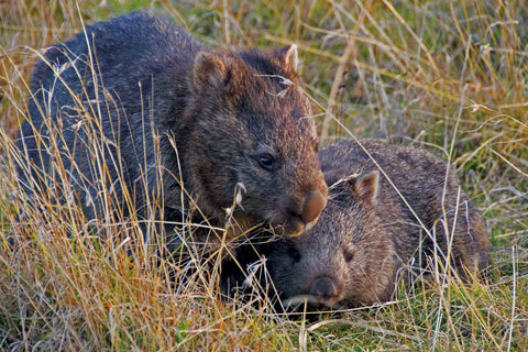 TWO WOMBATS IN A BANGOR PADDOCK: CARING FOR THE ENVIRONMENT AT BANGOR TASMANIA