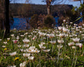 Image of native flowers at Lagoon Bay for the history talk with Tom Dunbabin at Bangor Vineyard Shed.