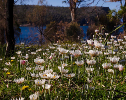 Image of native flowers at Lagoon Bay for the history talk with Tom Dunbabin at Bangor Vineyard Shed.