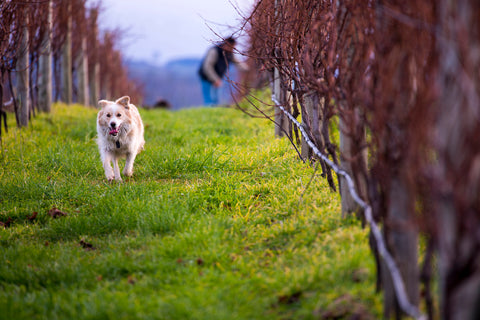 Border collie sheep dog in Bangor vineyard, Tasmania. Assistance animals are welcome at Bangor.