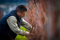 Matt Dunbabin pruning vines at Bangor Vineyard.