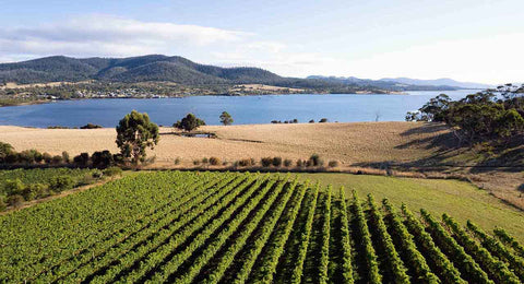 Bangor Vineyard with stunning coastal views, producing cool climate Tasmanian wine.