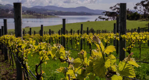 Bangor vineyard Tasmania