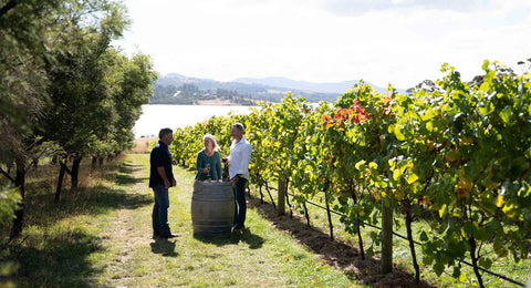 Bangor Vineyard Tour