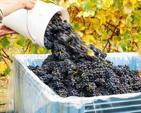 Bangor Vineyard Pinot Noir Grapes
