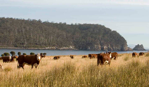 Farming with the stunning natural environment at Bangor in Tasmania.