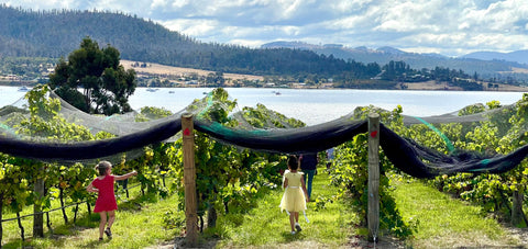 Bangor's annual Easter Egg hunt in the vineyard with children searching for eggs through the vines.