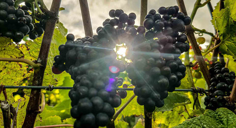 PInot Noir grapes at Bangor Vineyard, Tasmania.