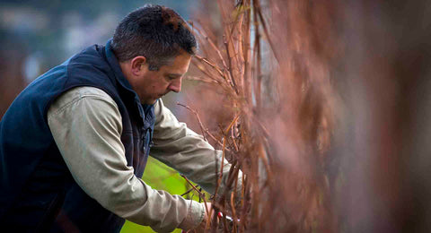Hand pruning Bangor Vineyard, Tasmania