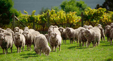 Sheep in Bangor Vineyard