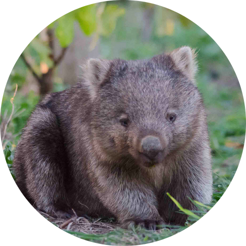 Wombat in Bangor Vinyard