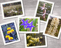 Bangor wildflower gift cards.