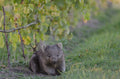 Bangor Vineyard Wombat Tasmania