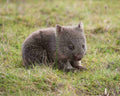 Wombats at Bangor Tasmania
