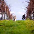 Bangor Wine Tasting in the vines tour Tasmania