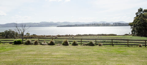 Bangor cottage - accommodation at Bangor Tasmania