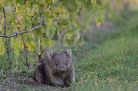 Bangor Vineyard Wombat Tasmania